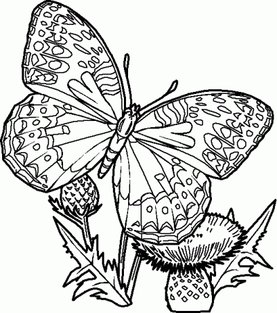 Berry and Butterfly Coloring Page