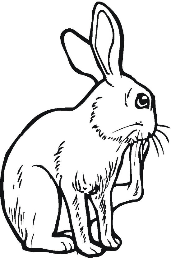 Bunny Coloring Pages Color Book Big Footed