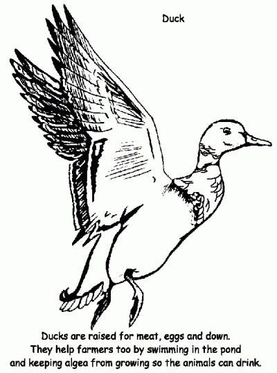 Duck Coloring Page