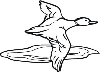 Duck Flying Over Water Coloring Page