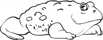 Lumpy Frog Coloring Page