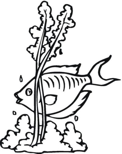 Seaweed and Fish Coloring Page