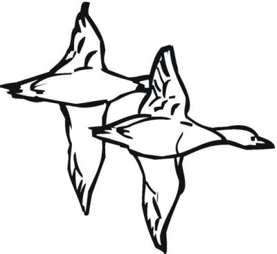 Ducks In Flight Coloring Page