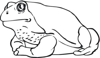 Fat Frog Coloring Page