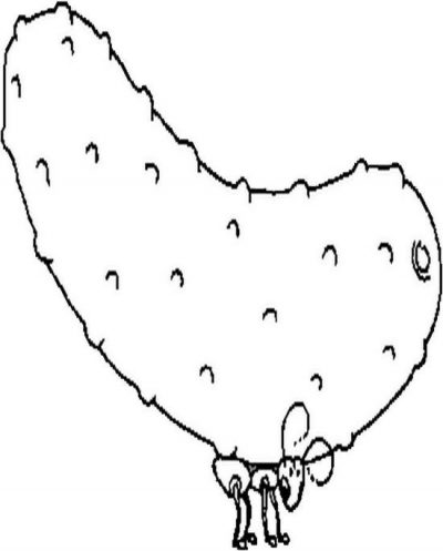 Ant N Pickle Coloring Page