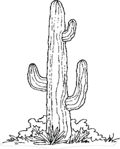 Cactus Coloring Page