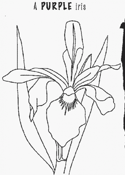 Iris Coloring Page