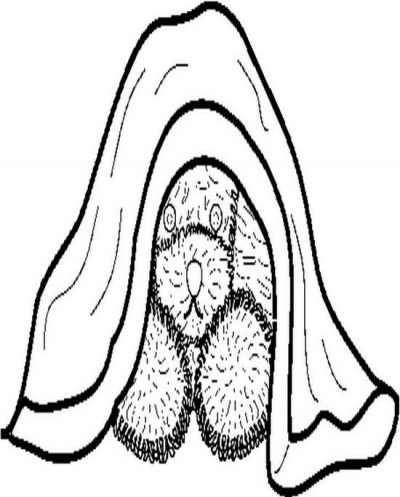 Peekaboopupbw Coloring Page