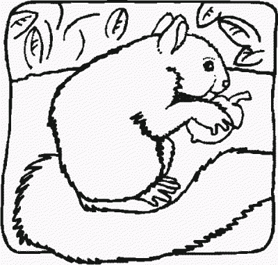 Squirrer Coloring Page