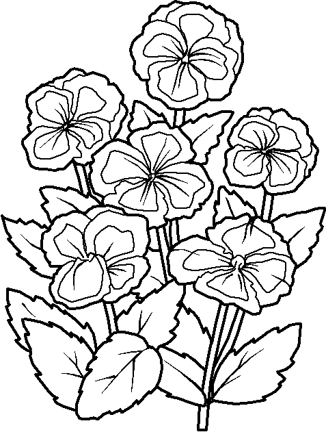 Pansy Coloring Page
